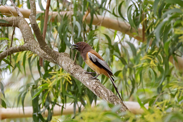 Rufous Treepie bird perching on tree branch in forest, Thailand