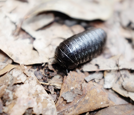 A little pill bug or wood louse ambles through dead leaves on a forest floor, scavenging for food as part of the woodland's clean-up crew.