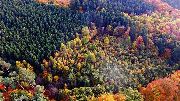 Forrest in Autumn/Fall - Aerial Photo Wonderful view from above on the colorful trees in Fall. Burtscheid - Aachen - Germany aachen stock pictures, royalty-free photos & images