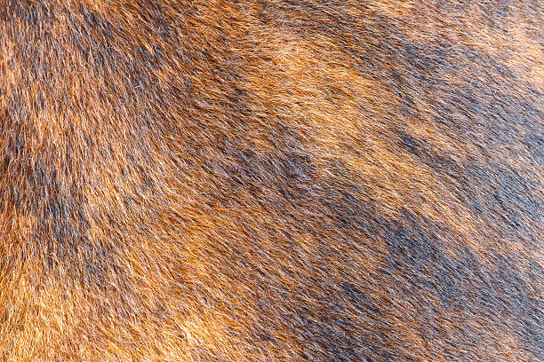 istock Close up a horse fur 619514414