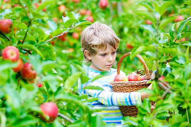 istock Little kid boy picking red apples on farm autumn 619515152