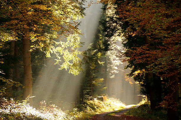 istock Sun rays in the Monbach valley 619515222