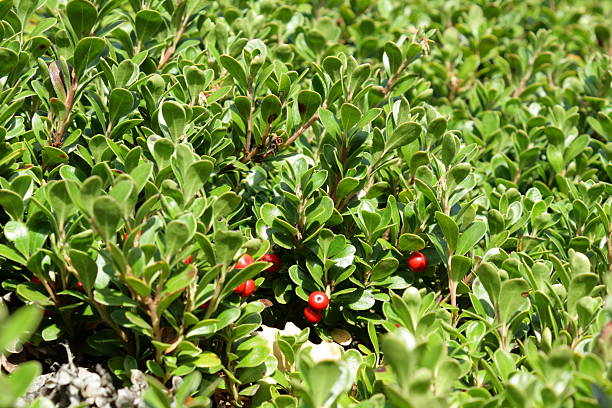 kinnikinnick ou pinemat manzanita - bearberry photos et images de collection