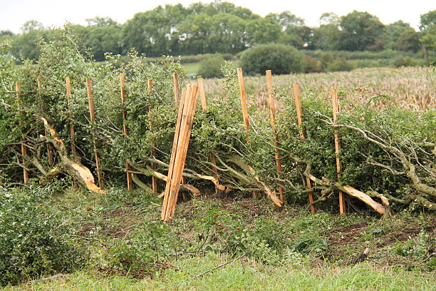 Hedge Laying. stock photo