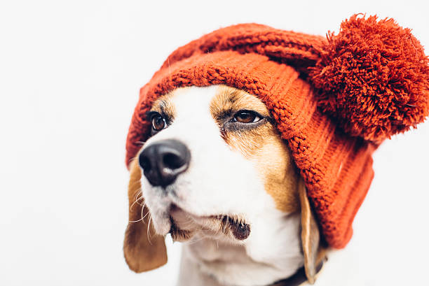 istock Cute beagle dog in warm orange hat 619515770