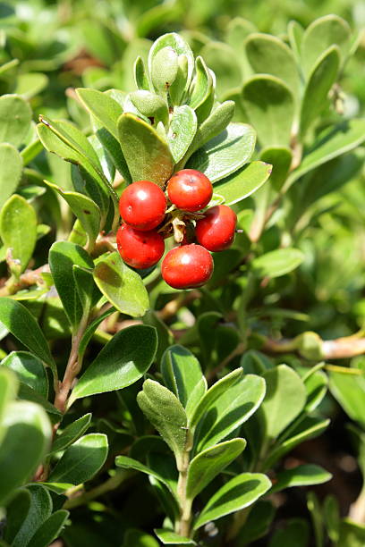 kinnikinnick or pinemat manzanita Berry of kinnikinnick or pinemat manzanita (Arctostaphylos uva-ursi) bearberry stock pictures, royalty-free photos & images