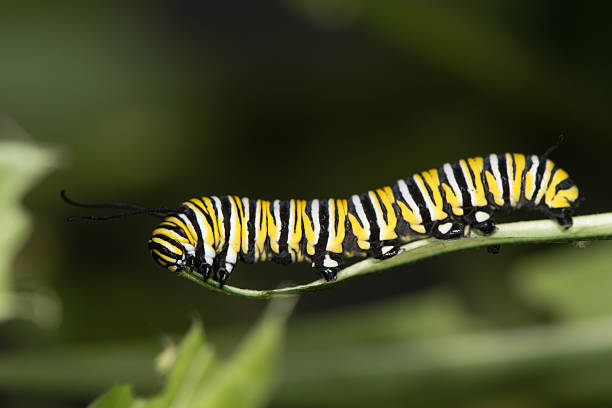 istock Monarch butterfly (Danaus plexippus) caterpillar 619515828