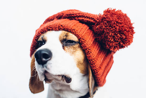 istock Cute beagle dog in warm orange hat 619516414