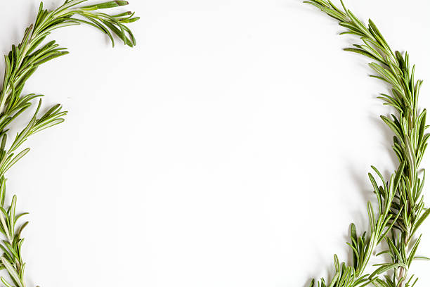 istock frame from rosemary on white background top view 619516570