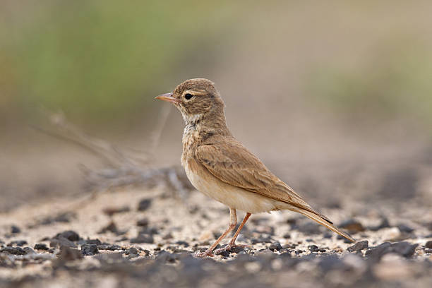 istock Bar-tailed lark foraging on dry savanna in Cape Verde. 619517116