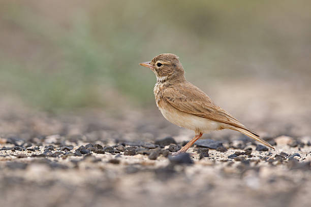 istock Bar-tailed lark foraging on dry savanna in Cape Verde. 619517372