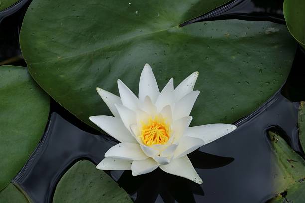 istock Waterlily in garden pond 619517504