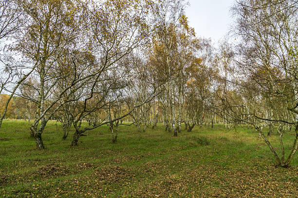istock Meadow in a forest during autumn 619518396