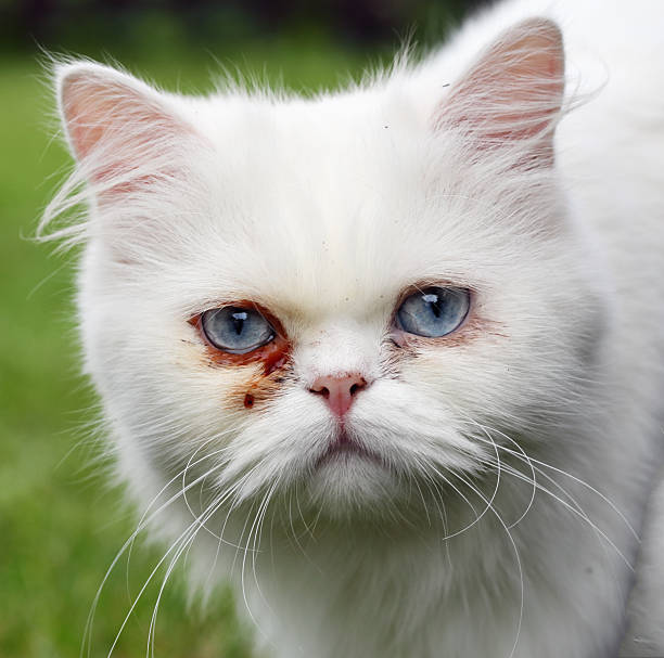 istock persian cat, green outdoor 619518946