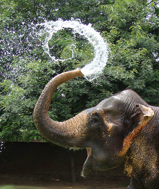 istock Elephant with water in his trunk 619519488