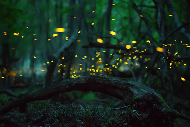 Fireflies in the summer at the fairy forest Fireflies in the summer at the fairy forest glowworm photos stock pictures, royalty-free photos & images