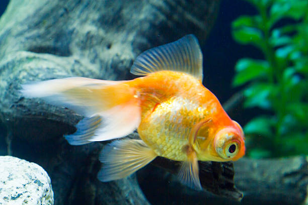 istock Small fish in an aquarium 619520858