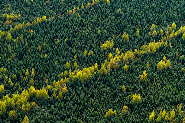 The boreal forest (Taiga) Aerial view of a boreal forest in Quebec. Canada at fall. boreal forest stock pictures, royalty-free photos & images