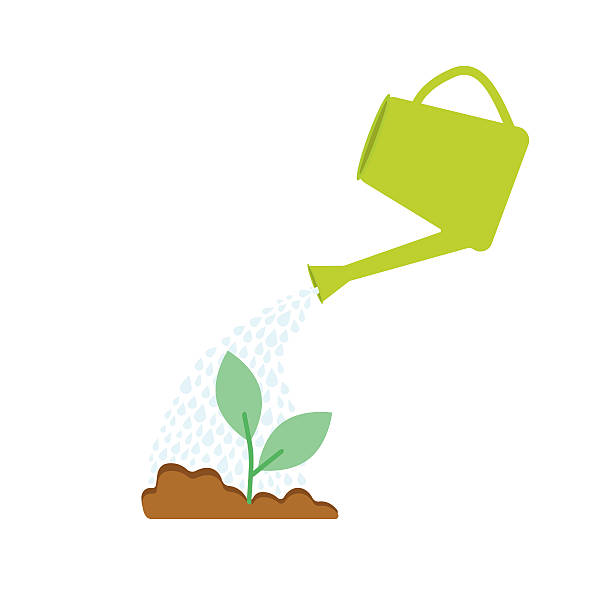 Image of watering plants with can Watering seedlings in the ground. Watering plants can. watering can stock illustrations