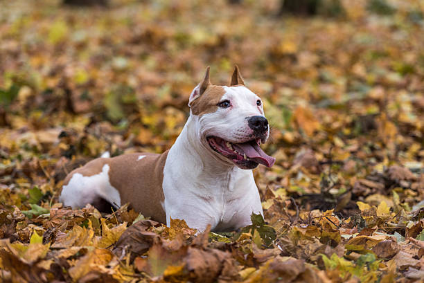 istock American Bulldog is Lying on the Ground. 619521816