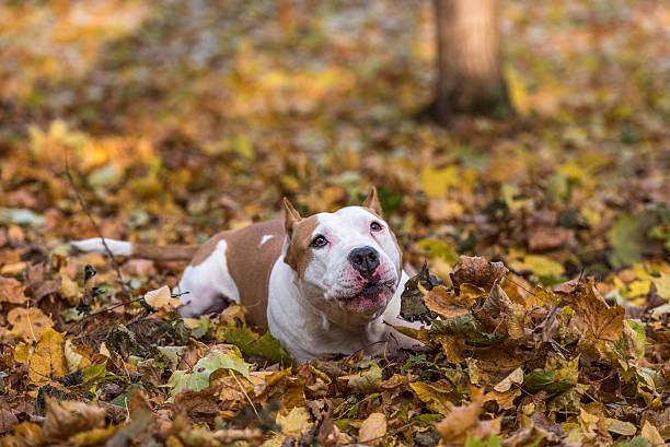 istock American Bulldog is Lying on the Ground. 619522400