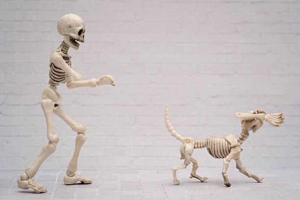 istock Skeleton's arm joke 619524246