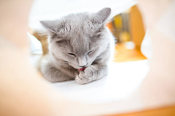 istock Chartreux Licking Paw 619524822