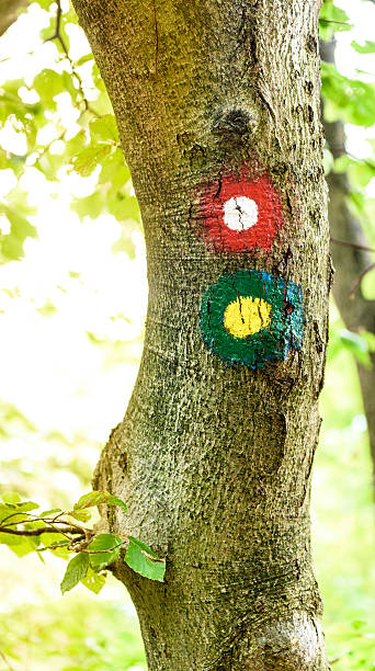 istock Mountain trail marker on a spruce or pine tree. 619525168