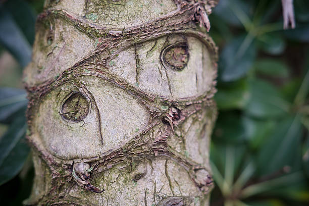 istock Eyes in the bark of a tree 619525170