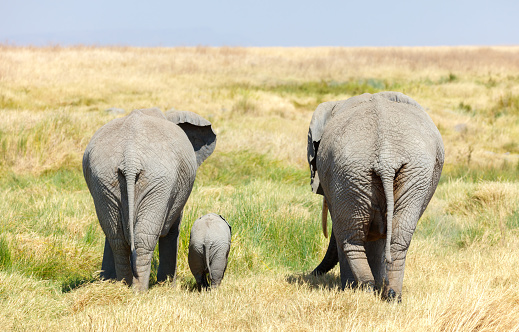 African Elephants Family with Juvenile 