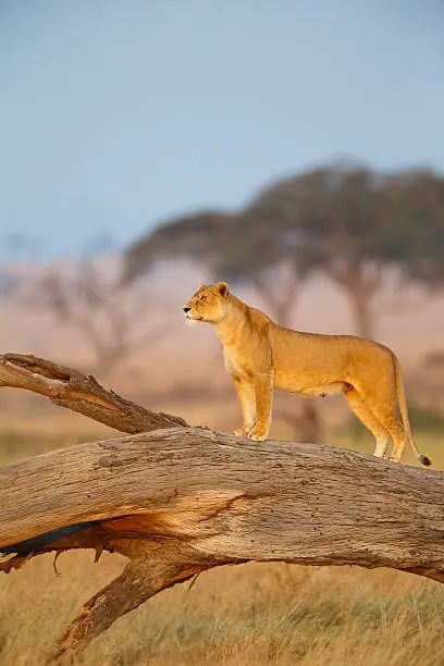 Photo of Female Lion in Serengeti National Park, Tanzania Africa