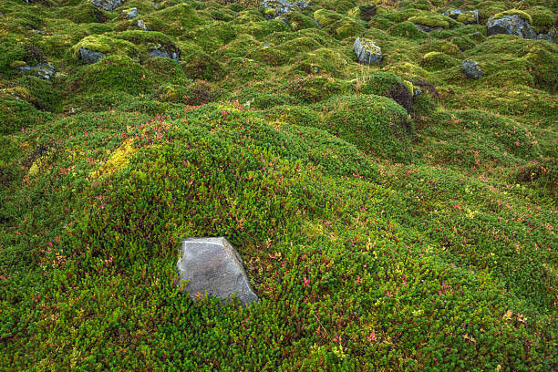 flora selvagem de lofoten, noruega - vestvagoy - fotografias e filmes do acervo