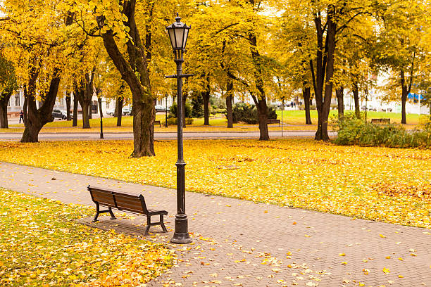 Golden autumn in city park stock photo