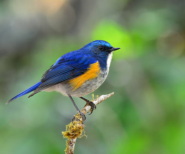 istock Himalayan Bluetail (tarsiger rufilatus) the beautiful and chubby 619527038