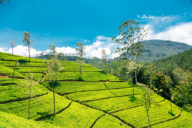 istock Tea plantations in Nuwara Eliya, Sri Lanka 619527084