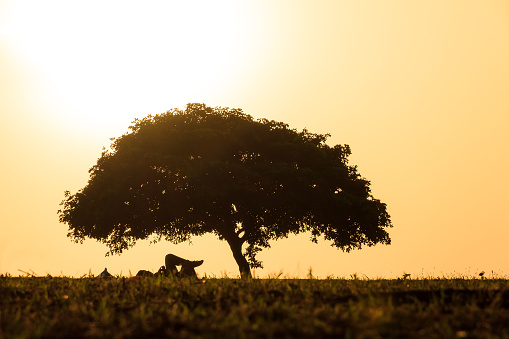 Silhouette of a person relaxing underneath a small tree at sunset in San Juan, Puerto Rico