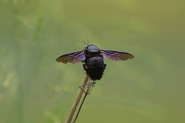 istock Closeup backside of violet carpenter bee on branch 619527246