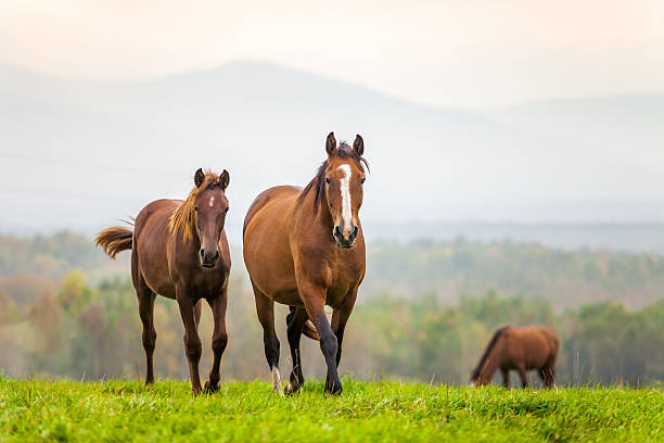 mare y potro en un prado - riding autumn meadow land fotografías e imágenes de stock