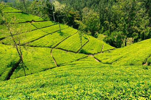 Tea plantations in Nuwara Eliya, Sri Lanka. High resolution panorama, taken with Canon 5D mk III