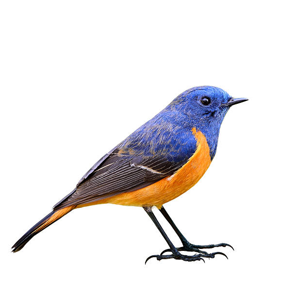 istock Male of Blue-fronted redstart (Phoenicurus frontalis) the beauti 619527552