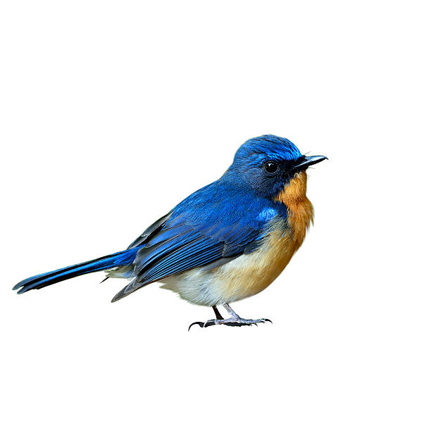 istock Male of Hill blue flycatcher (Cyornis banyumas) the beautiful ti 619528016