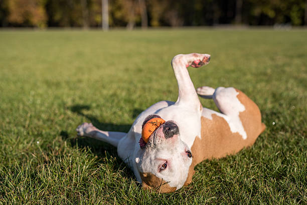 istock American Bulldog is Playing on the Ground. 619528474