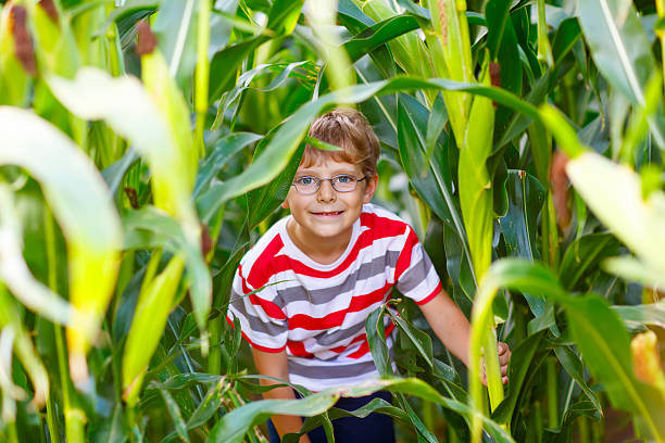 istock Kid boy with sweet corn on field outdoors 619528534