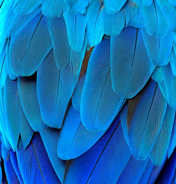 istock Blue texture of blue and gold macaw parrot's rump feathers 619528762