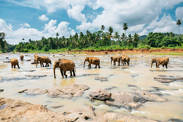istock Pinnawala elephant orphanage, Sri Lanka. 619529010