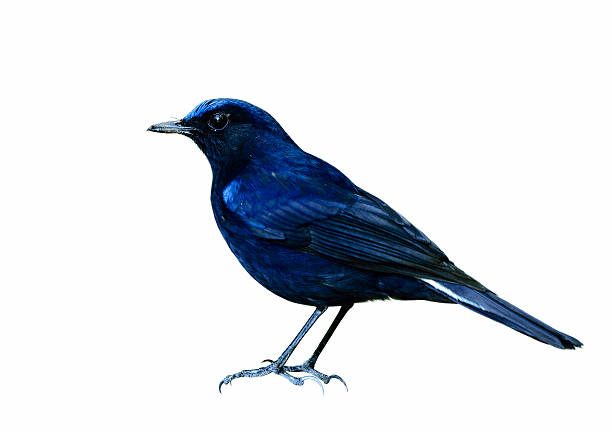 istock White-tailed Robin (Cinclidium leucurum) the beautiful dark blue 619529388