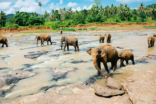 istock Pinnawala elephant orphanage, Sri Lanka. 619529402