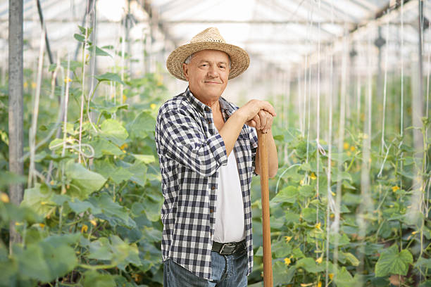 istock Mature farmer posing in a greenhouse 619529564