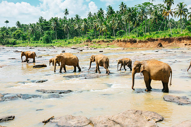 istock Pinnawala elephant orphanage, Sri Lanka. 619529606