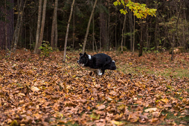 istock Border Collie Dog is Running on the Forest Ground 619530450